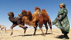 Coaxing ritual for camels