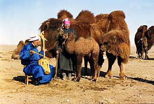 Coaxing ritual for camels