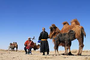 Coaxing ritual for camels