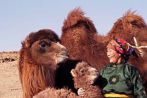 Ritual para amansar a las camellas
