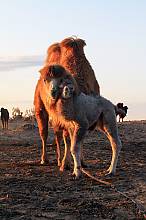 Coaxing ritual for camels