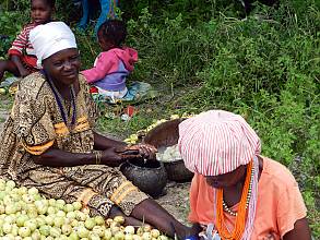 Oshituthi shomagongo, marula fruit festival
