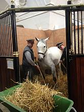 Classical horsemanship and the High School of the Spanish Riding School Vienna