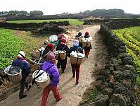 Jeju haenyeo head to sea for the muljil