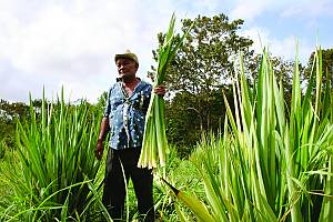 Traditional knowledge and technologies relating to the growing and processing of the curagua