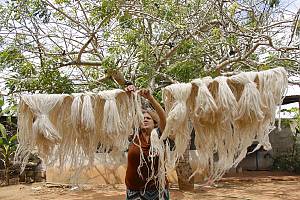 Traditional knowledge and technologies relating to the growing and processing of the curagua