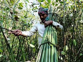 Traditional art of Shital Pati weaving of Sylhet