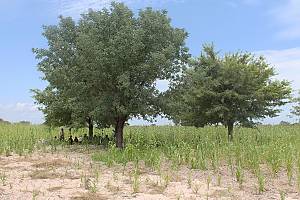 Oshituthi shomagongo, marula fruit festival