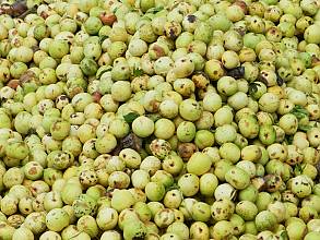 Oshituthi shomagongo, marula fruit festival