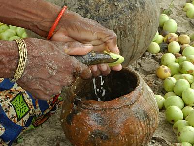 Squeezing marula fruits Véase mas sobre el elemento