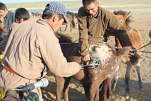 Traditional technique of making Airag in Khokhuur and its associated customs