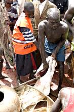 Argungu international fishing and cultural festival