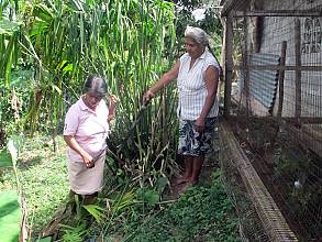 Artisanal processes and plant fibers techniques for talcos, crinejas and pintas weaving of the pinta’o hat