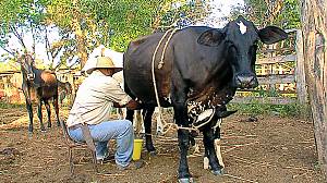 Colombian-Venezuelan llano work songs