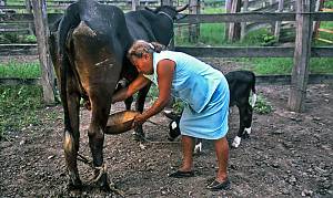 Colombian-Venezuelan llano work songs