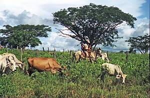 Colombian-Venezuelan llano work songs