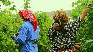 Dolma making and sharing tradition, a marker of cultural identity