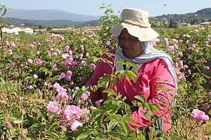 The skills related to perfume in Pays de Grasse: the cultivation of perfume plants, the knowledge and processing of natural raw materials, and the art of perfume composition