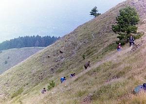Picking of iva grass on Ozren mountain