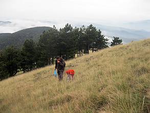 Picking of iva grass on Ozren mountain