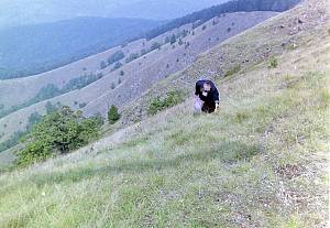 Picking of iva grass on Ozren mountain