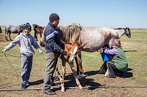 Traditional spring festive rites of the Kazakh horse breeders