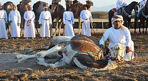 Horse and camel Ardhah