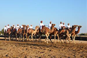 Horse and camel Ardhah