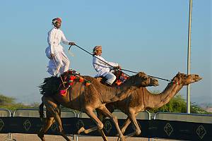 Horse and camel Ardhah