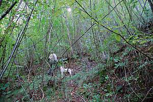 Truffle hunting and extraction in Italy, traditional knowledge and practice