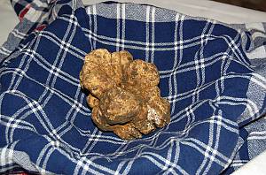 Truffle hunting and extraction in Italy, traditional knowledge and practice