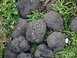 Truffle hunting and extraction in Italy, traditional knowledge and practice
