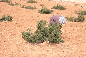 Practices and craftsmanship associated with the Damascene rose in Al-Mrah