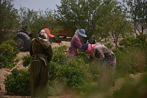 Les pratiques et l'artisanat associés à la rose damascène à Al-Mrah