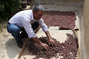 Practices and craftsmanship associated with the Damascene rose in Al-Mrah