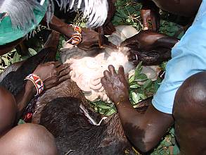 Success story of promoting traditional foods and safeguarding traditional foodways in Kenya