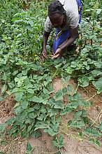 Success story of promoting traditional foods and safeguarding traditional foodways in Kenya