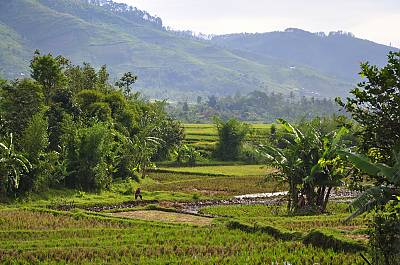 A pekarangan homegarden system in Java, Indonesia