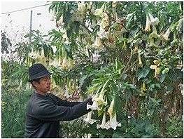 Traditional medicine applied by the Saraguro yachakkuna