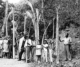 Biocultural programme for the safeguarding of the tradition of the Blessed Palm in Venezuela