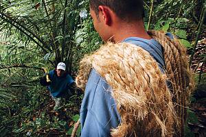 Le programme bioculturel pour la sauvegarde de la tradition du palmier béni au Venezuela