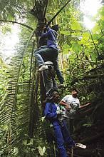 Biocultural programme for the safeguarding of the tradition of the Blessed Palm in Venezuela
