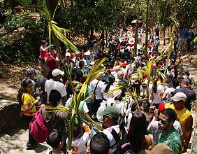 Biocultural programme for the safeguarding of the tradition of the Blessed Palm in Venezuela