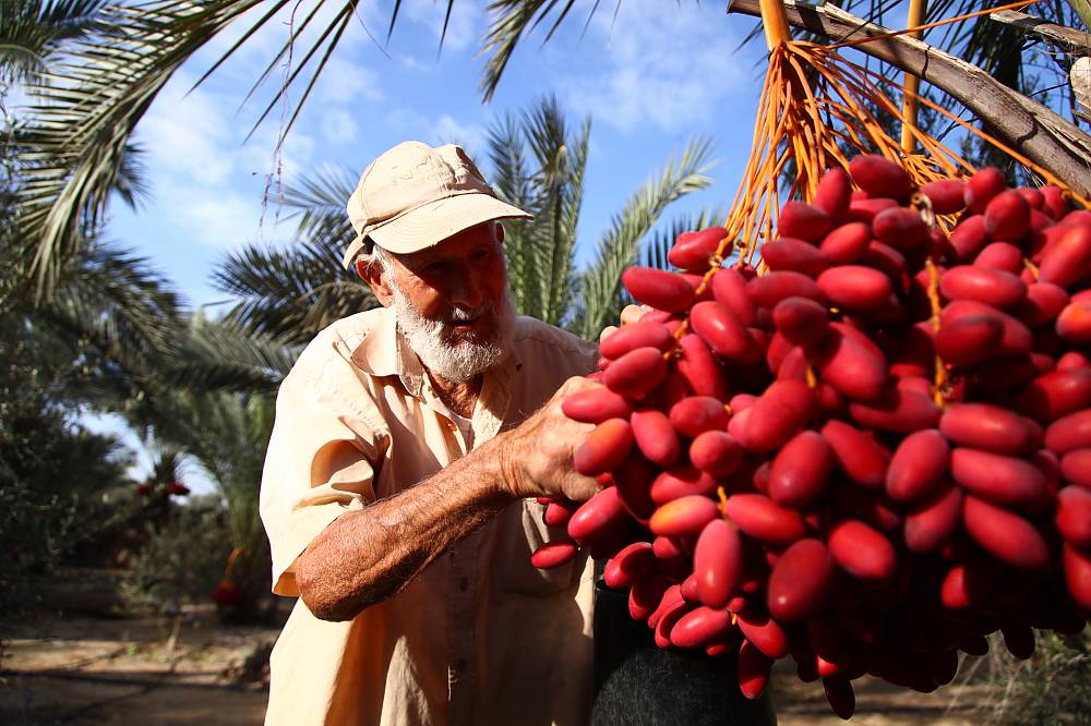 Palestine - A farmer from Palestine checks the palm tree fruit to make sure it is disease-free (this is one of the key skills the farmer must master to properly care for the palm tree)