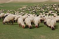 Saryja sheeps herd on the pasture