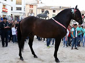 Wine Horses