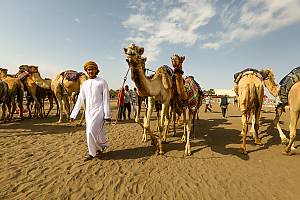 Camel racing, a social practice and a festive heritage associated with camels