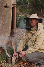 Tree beekeeping culture
