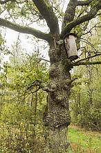 Tree beekeeping culture