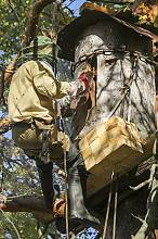 Tree beekeeping culture